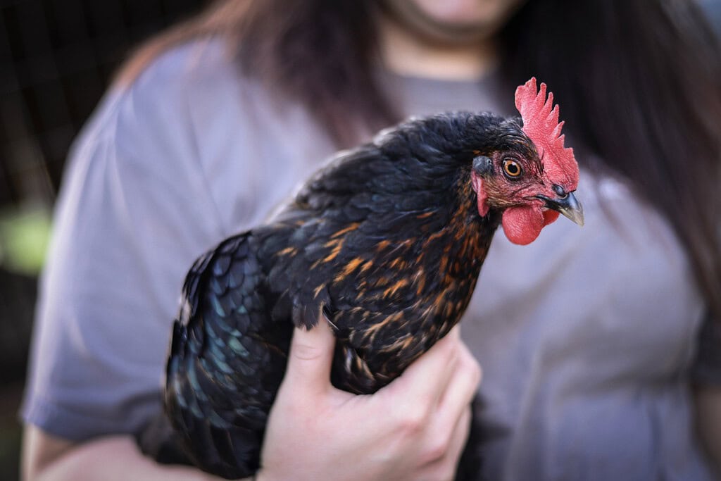 Fresh Chicken