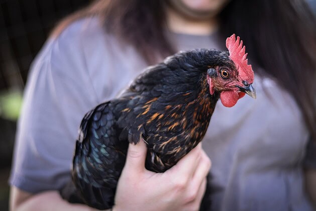 Woman holding a black and copper hen