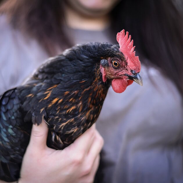 Woman holding a black and copper hen