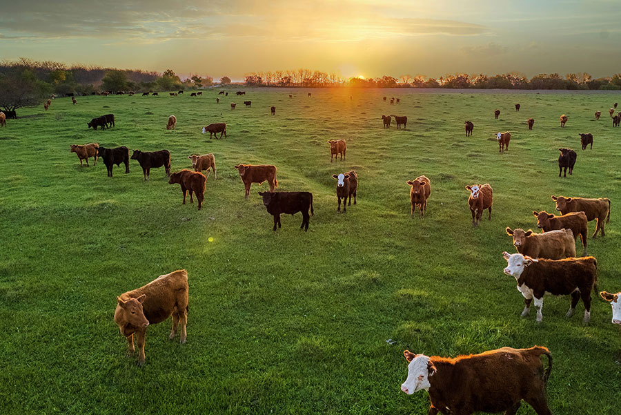 Sustainable Practices