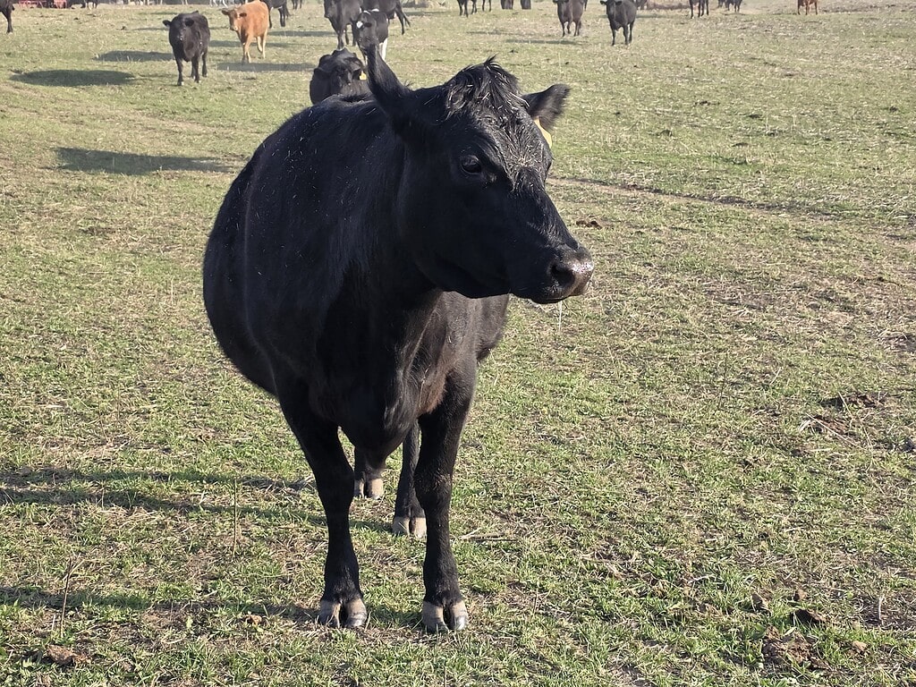 Fresh Beef