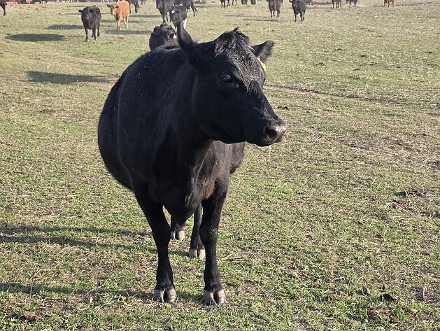 Close-up portrait of an Angus cow on Bronenkant Farm with the rest of the herd behind