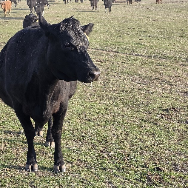 Close-up portrait of an Angus cow on Bronenkant Farm with the rest of the herd behind
