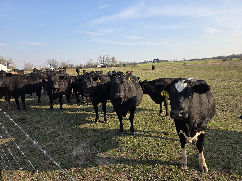 Bronenkant cattle walking toward the camera in a Missouri pasture, farmhouse visible in the distance
