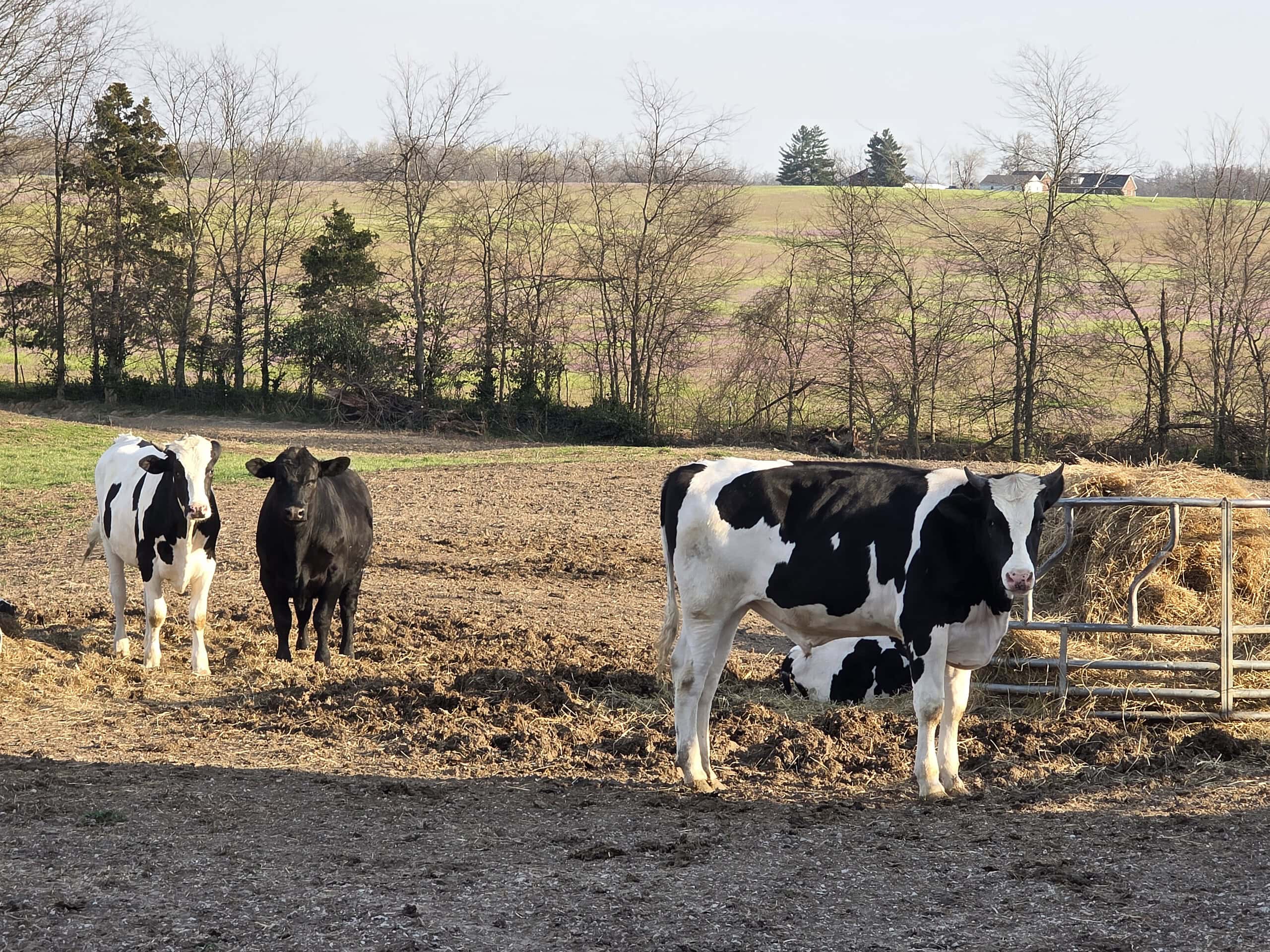 Angus, Holsteins, and Crossbreeds
