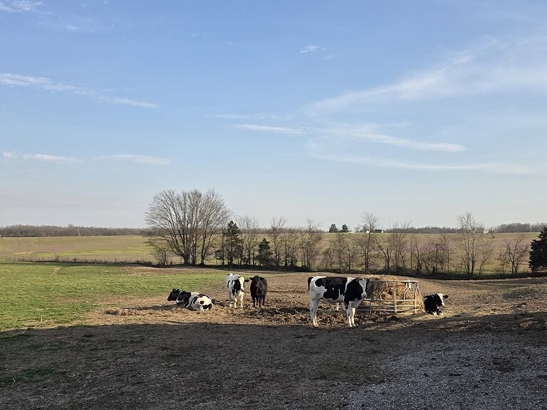 Wide view of Bronenkant pastureland with cattle gathered around a hay ring under a big Missouri sky